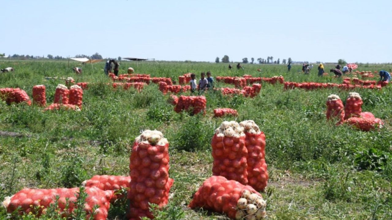 Soğanın Tarladaki Fiyatı 4 Liraya İndi: Piyasada Rahatlama Sürüyor