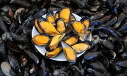 Midyeler arasında kontrolsüz bir şekilde yayılan kanser salgını