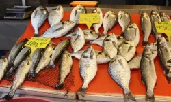Yalova'da Balık Fiyatları Yükseldi: Endüstriyel Balık Avı Yasak Etkisi