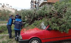 Muğla'da Sağanak ve Fırtına: Ağaçlar Devrildi, Evlerde Hasar