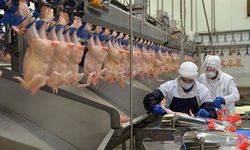 Ticaret Bakanlığı Tavuk İhracatına Yasak Getiriyor, Fiyatları Düşürmeye Odaklanıyor