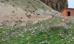 Palu Kalesinde Yaşayan Doğal Misafirler: Dağ Keçileri