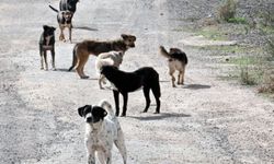 Başıboş Köpeklere Karşı Yeni Düzenleme Meclis'e Geliyor! AK Parti'den açıklama