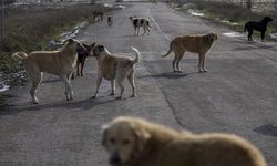 Şanlıurfa'dan Karantinadaki Köpekleri Taşıyan Dernek Başkanı Tutuklandı