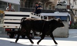 stanbul’da Kurban Bayramı Hazırlıkları: İBB’den Yeni Önlemler