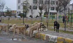 Belediyelere, Sahipsiz Köpekleri Bırakmaları Durumunda Yüksek Ceza Uygulaması