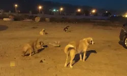 Konya'da Sokak Köpeklerinin Saldırısına Uğrayan 2 Yaşındaki Bebek Hayatını Kaybetti!