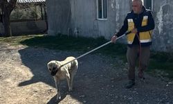 Adıyaman’da Başıboş Köpekler Toplanıyor