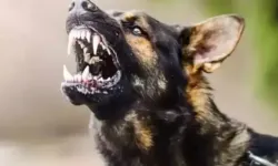Sahipsiz Köpeğin Saldırısına Uğrayan Kadın Yaralandı