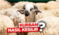 Kurban Nasıl Kesilir? İslami Usullere Göre Kurban Kesmenin Püf Noktaları