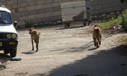 Çorum’da Sahipsiz Köpek Dehşeti: Bursa’dan Gelen Çocuk Yaralandı