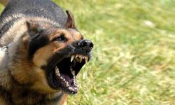 Sahipli köpek dehşeti: 17 yaşındaki kıza saldırdı.