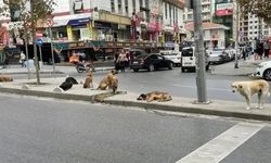 Çocuk Parçalansa da Umrunda Değil: Yonca Evcimik’ten Akılalmaz Köpek Yorumu!