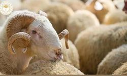 Kurbanlıkta Dolandırıcılığa Karşı Tüketici Hakları
