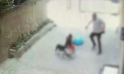 İstanbul'da Pitbull Dehşeti: 7 Yaşındaki Çocuk Yaralandı