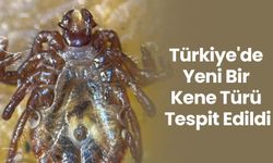 Türkiye’de Yeni Bir Kene Türü Keşfedildi: 30’dan Fazla Hastalık Taşıyor