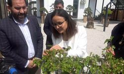 Yalova Bonsai Müzesi’nde İlk Dut Hasadı Gerçekleşti