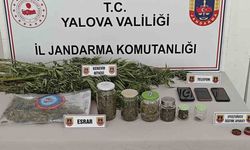 Yalova Karadere'de Ormanda Kenevir Eken 3 Kişi Gözaltına Alındı