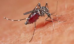 Avrupa’da Sivrisinek Kaynaklı Hastalıklar Artıyor: Chikungunya ve Batı Nil Virüsü Tehlikesi