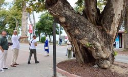 Yalova’da Anıt Ağaçlar İçin Bilimsel ve Titiz Koruma Çalışması