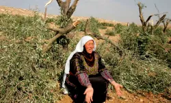Cenin’de Zeytin Ağaçlarına Saldırı: 100 Dönüm Arazi Tahrip Edildi