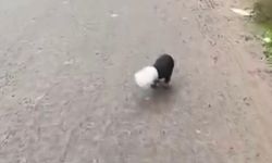 YALOVA’da Başına Plastik Kap Sıkışan Yavru Köpeği Kamyon Şoförü Kurtardı