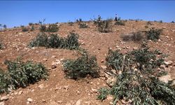 Ağaçlarından Bile Korkuyorlar! Siyonistler Filistinlilerin Zeytin Ağaçlarını Söküyor