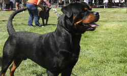 Köpek Dehşeti: Bakım Merkezinde 1 Çocuk Hayatını Kaybetti