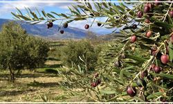 Filistinlilerin zeytin ağaçları hedef alındı: Siyonistler Mesafer Yatta’da ağaçları söktü