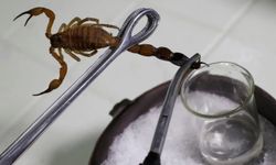 Akrebin Zehri, Kanserle Mücadelede Umut Oldu