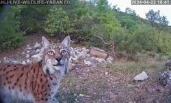 Karabük’te Nesli Tükenme Tehlikesindeki Vaşak Köylüler Tarafından Görüntülendi