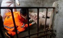 İspanya’da 30 Yıl Sonra Afrika Domuz Vebası Şüphesi: Laboratuvar Sızıntısı Gündemde!