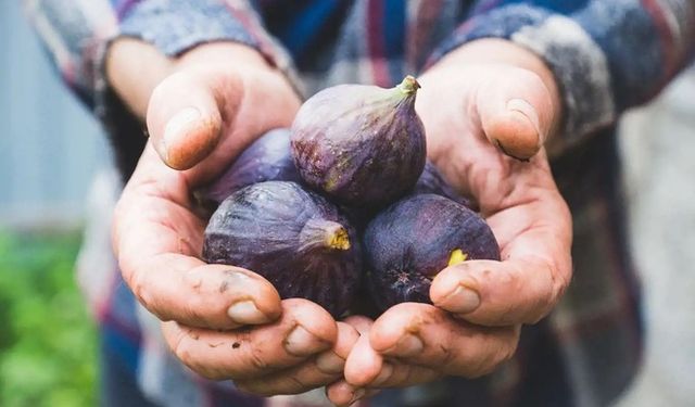 Bursa Siyah İnciri Avrupa Birliği'nden Coğrafi İşaret Tescili Aldı