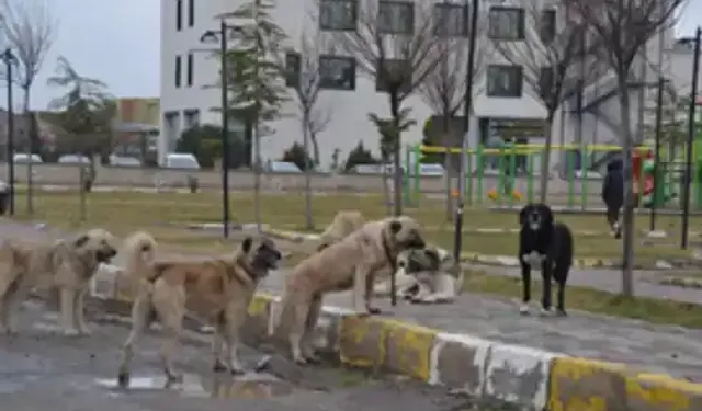 Yalova Valiliği'nden Köpek Saldırısına Uğrayan Çocukla İlgili Açıklama