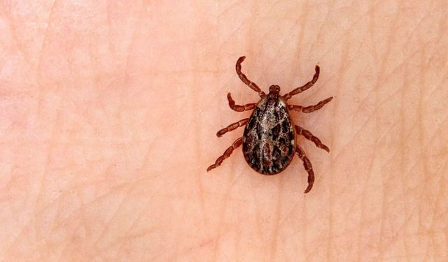 Valilikten Keneye Karşı Uyarı: Dikkatli Olun, Önlem Alın
