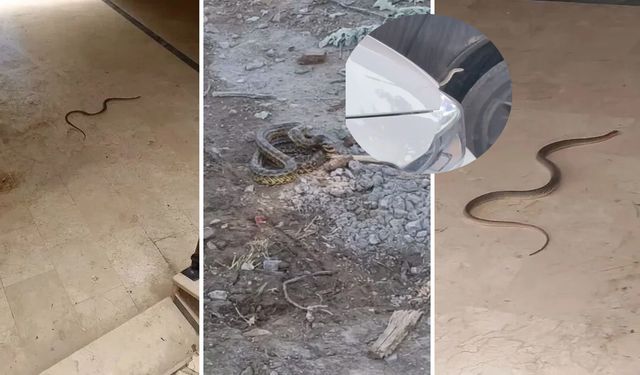 Bursa’da Yılan Alarmı! Şehir Merkezine Kadar İndiler, Uzmanlar Uyarıyor: Yalova da Risk Altında