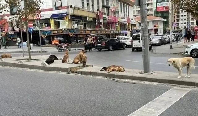 Çocuk Parçalansa da Umrunda Değil: Yonca Evcimik’ten Akılalmaz Köpek Yorumu!