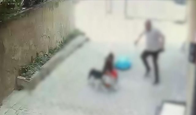 İstanbul'da Pitbull Dehşeti: 7 Yaşındaki Çocuk Yaralandı
