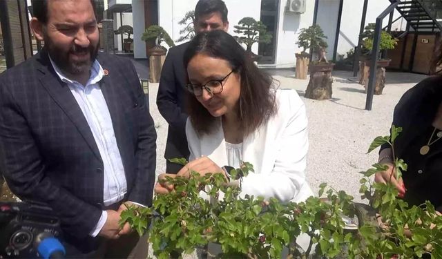 Yalova Bonsai Müzesi’nde İlk Dut Hasadı Gerçekleşti