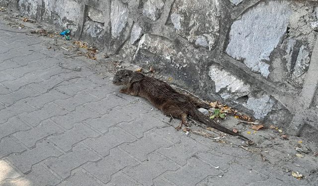 Yalova'da Nesli Tehlike Altındaki Su Samuru Yaralı Halde Bulundu