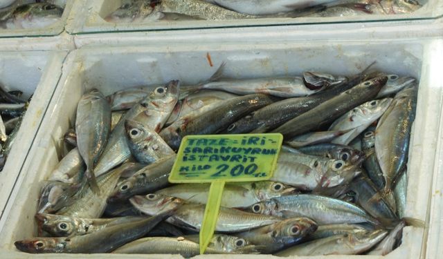 Yalova’da Balık Bolluğu: Tezgâhlar Doldu, Fiyatlar Düştü Ama İlgi Az