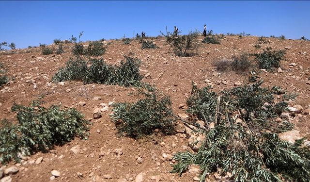 Ağaçlarından Bile Korkuyorlar! Siyonistler Filistinlilerin Zeytin Ağaçlarını Söküyor