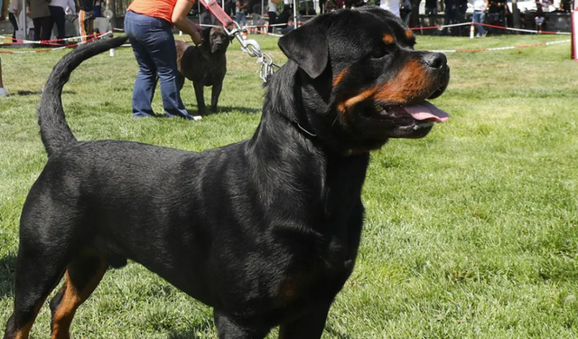 Köpek Dehşeti: Bakım Merkezinde 1 Çocuk Hayatını Kaybetti