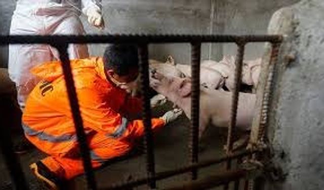 İspanya’da 30 Yıl Sonra Afrika Domuz Vebası Şüphesi: Laboratuvar Sızıntısı Gündemde!