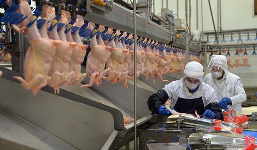 Ticaret Bakanlığı Tavuk İhracatına Yasak Getiriyor, Fiyatları Düşürmeye Odaklanıyor