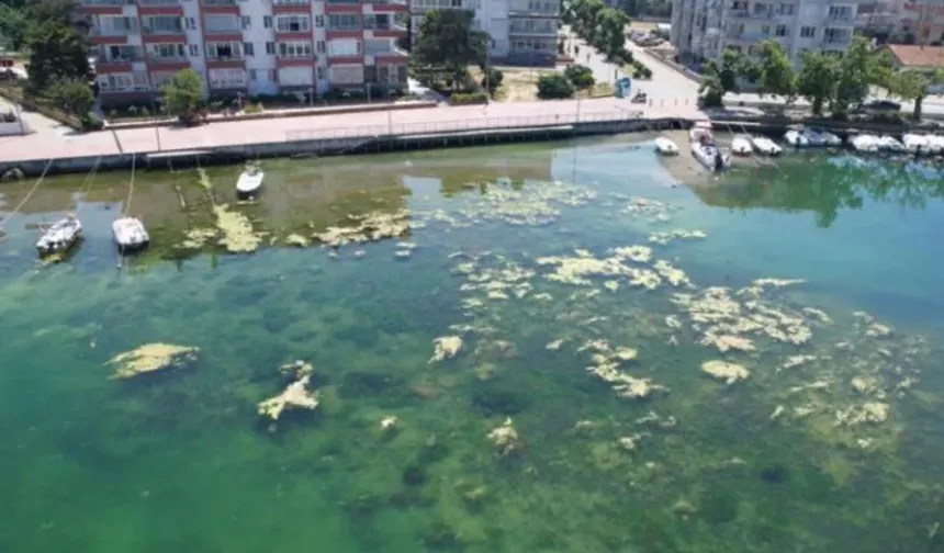 Marmara'nın İncisi Çınarcık'ta Deniz Kirliliği Endişe Veriyor