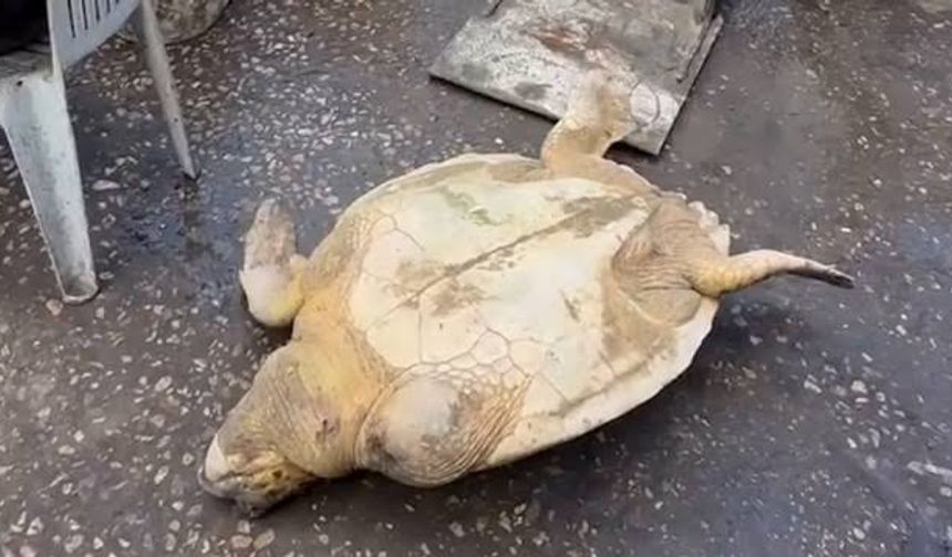 Gazze'de Açlık Sınır Tanımıyor: Halk Deniz Kaplumbağası Yemek Zorunda Kaldı