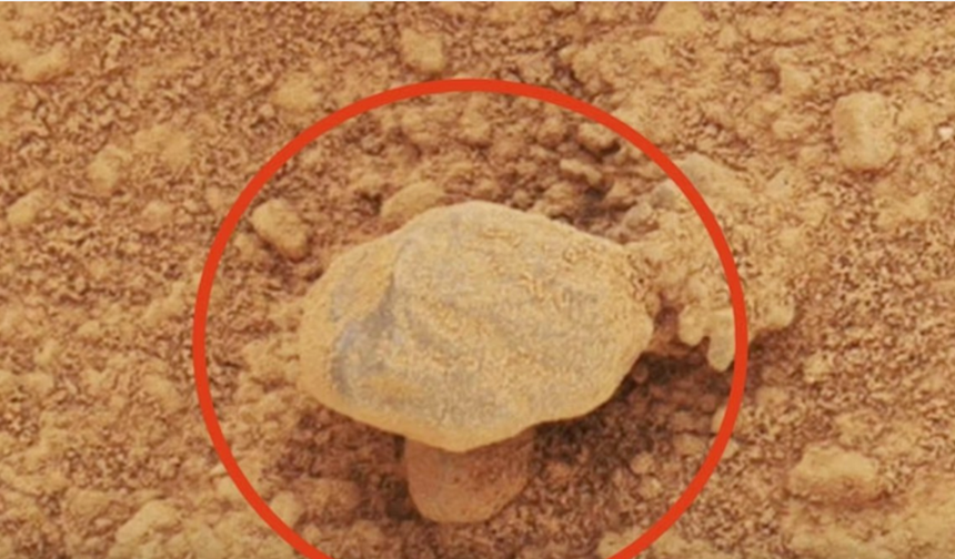 Uzay Araştırmacısı Ortalığı Karıştırdı: “Mars’ta Yaşam Gördüm!”