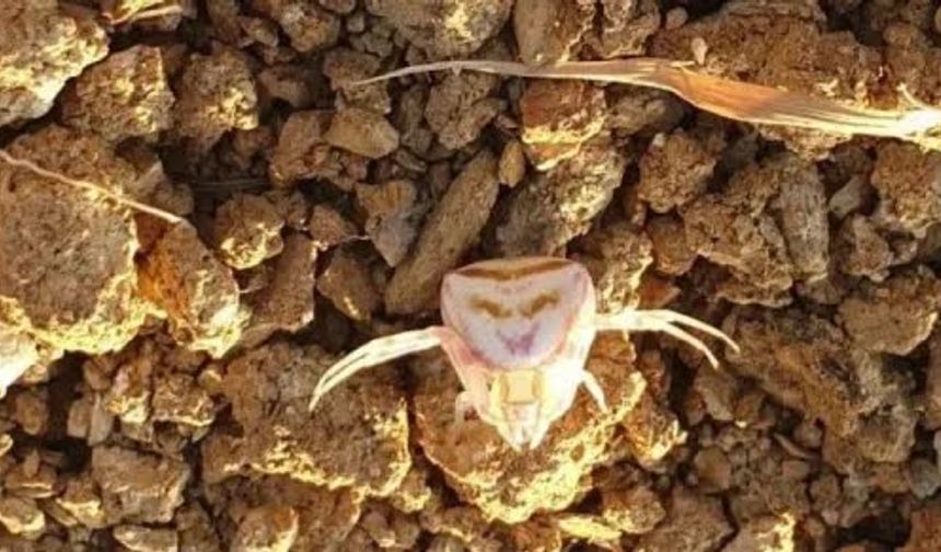 Yalova’da İlk Kez Görülen “İnsan Yüzlü Örümcek” Sosyal Medyada İlgi Topladı