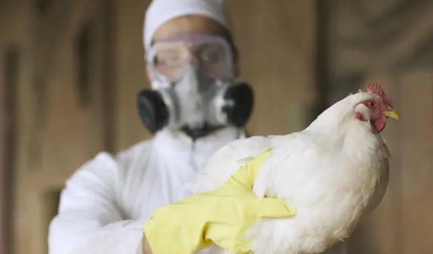 Kuş Gribi İçin Kritik Uyarı: “Covid’i Geride Bırakabilecek Bir Pandemi Kapıda Olabilir”